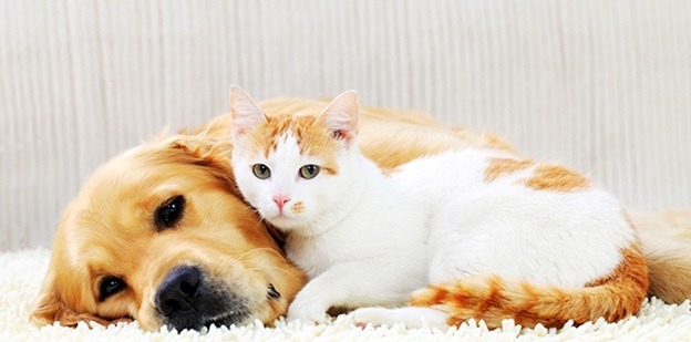 How much CBD is permissible for my dog or cat