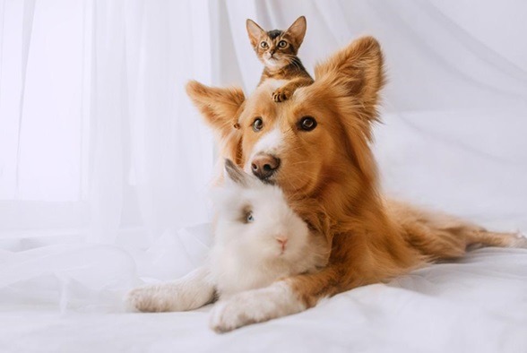 Is CBD Safe For Cats And Dogs