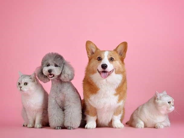 The Why, What, And How Of CBD For Pets 2
