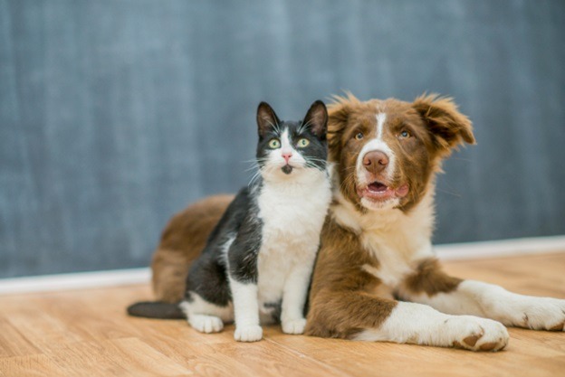 pet